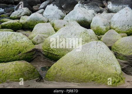 Le alghe rocce coperte, Kauai Foto Stock