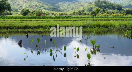 Raccolto di Taro, Valle di Hanalei, Kauai Foto Stock