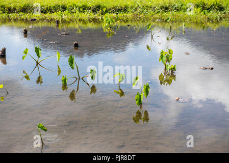 Raccolto di Taro, Valle di Hanalei, Kauai Foto Stock