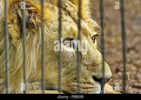 Leone in gabbia Zoo sogni di libertà Foto Stock