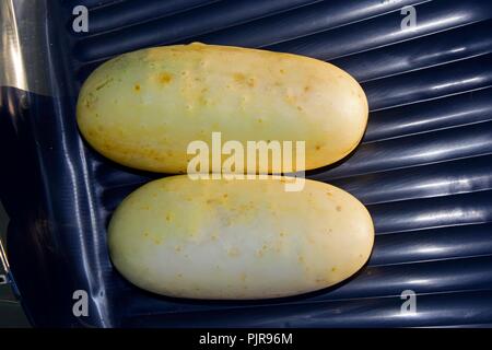 Due giallastro, maturi frutti di cetriolo in vista da vicino Foto Stock