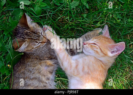 Due tabby gattini posa su erba e la nastratura ogni altro in allegro Foto Stock