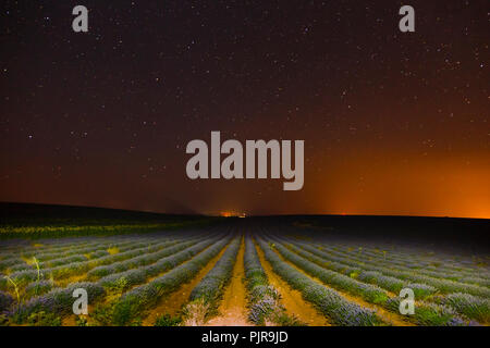 Campi di lavanda di notte. Foto Stock