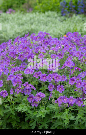 Geranium ibericum fiori in un giardino confine. Cranesbill caucasica / cranesbill iberica Foto Stock