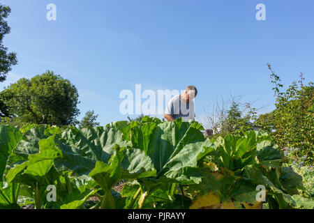 Una mezza età uomo bianco lavorando sul riparto dietro un patch di fitocomplessi di rabarbaro e contro un profondo cielo blu (orientamento orizzontale con spazio per copia) Foto Stock