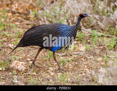 Vulturine faraona al parco nazionale orientale di Tsavo in Kenya meridionale Foto Stock