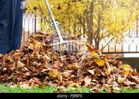 Raccolta uomo caduto foglie di autunno in cantiere la prospettiva in prima persona Foto Stock