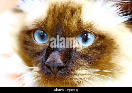 Facial close up di blue-eyed gatto siamese gatto Foto Stock