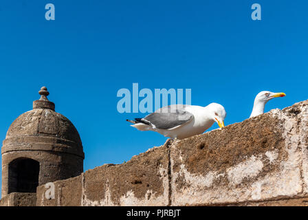 Due gabbiani sul muro dei bastioni della cittadella di Mogador a Essaouira, Marocco Foto Stock