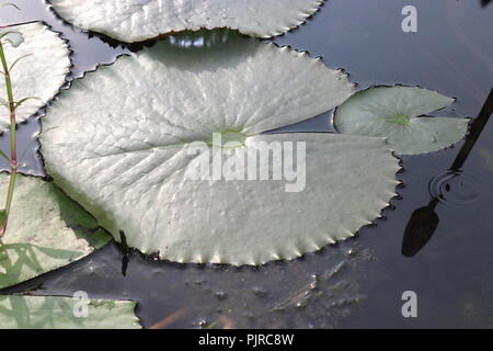 Acqua giglio fiore di loto e leavesWater Lily foglia o loto leaf.water giglio ‍Flower e fiore di loto con Acqua Foto Stock