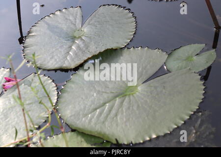 Acqua giglio fiore di loto e leavesWater Lily foglia o loto leaf.water giglio ‍Flower e fiore di loto con Acqua Foto Stock