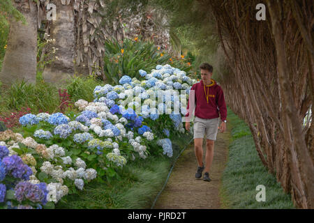 Le Ortensie (Hydrangea), Monte Palace Tropical Garden, Monte, Funchal, Madeira, Portogallo, Hortensien (Hydrangea) Foto Stock