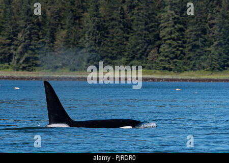 Un pod di transitorio selvatici Orcas feed nel Wrangell si restringe off Frederick suono nell isola di San Pietroburgo, Alaska. Orcas noto anche come orche sono i principali membri della famiglia dei delfini e delle frequenti le acque ricche di Federico suono durante i mesi estivi. Foto Stock