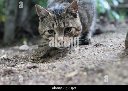 Muso grigio tabby gatto con gli occhi verdi curiosamente cercando nella fotocamera Foto Stock