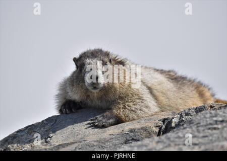 Annoso marmotta vicino al di sopra delle nuvole in montagne di Whistler, British Columbia, Canada. Foto Stock