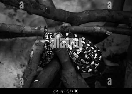 Eleganza in movimento: I motivi intricati e la sottile bellezza di un serpente, catturati in bianco e nero. Foto Stock