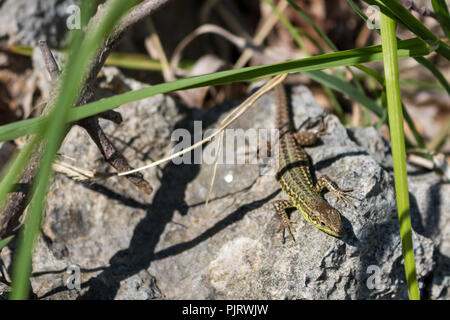 Lizard con una verde e marrone camuflage pattern sul suo corpo, riscaldino su una pietra nella natura tra arbusti ed erba. Omisalj, isola di Krk, Croati Foto Stock