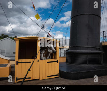 Un modello di mucca dimostra come il bestiame sono stati portati sul ponte abord SS Gran Bretagna Foto Stock