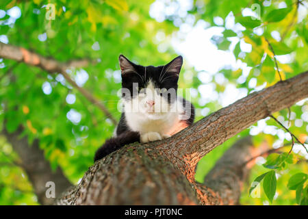 Poco carino gattino seduta alta in una struttura ad albero e guardando verso il basso in una molla soleggiato parco Foto Stock