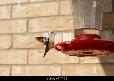 Ampia coda colibrì Foto Stock