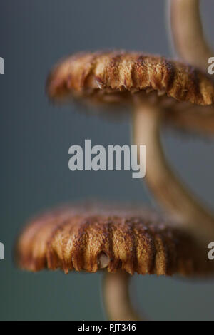 Macro shot di funghi contro uno sfondo blu nel fuoco selettivo Foto Stock