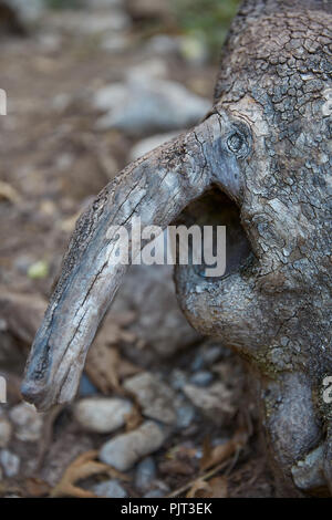 Albero con elefante forma volto ritratto nella foresta Foto Stock