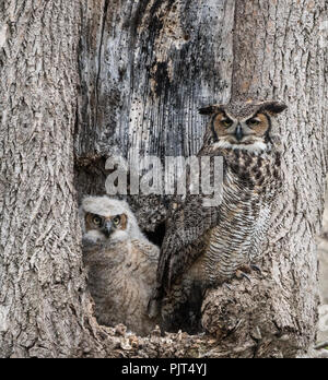 Madre grande gufo cornuto ( Bubo virginianus) veglia sulla sua giovane owlet come essi siedono nella cava dell'albero. Foto Stock