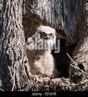 Giovani grande gufo cornuto ( Bubo virginianus) seduta nella cava di albero in Pennsylvania park in attesa di madre owl per tornare al nido. Foto Stock