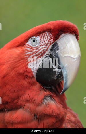 Primo piano di una scarlet macaw Foto Stock