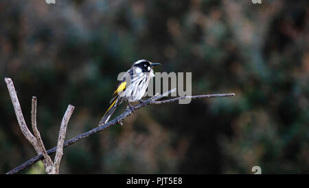 New Holland Honeyeater (Phylidonyris novaehollandiae) gara 'novaehollandiae' Foto Stock