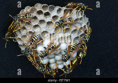 Wasp Nest ( Polistes dominulus ) contiene larve Foto Stock
