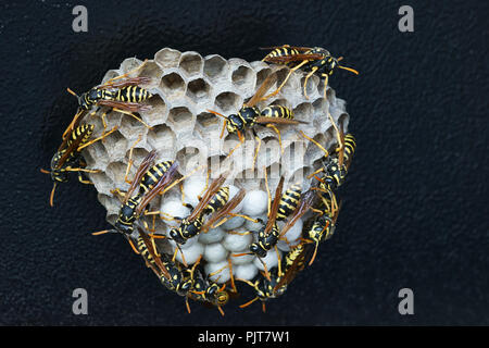 Wasp Nest ( Polistes dominulus ) contiene larve Foto Stock