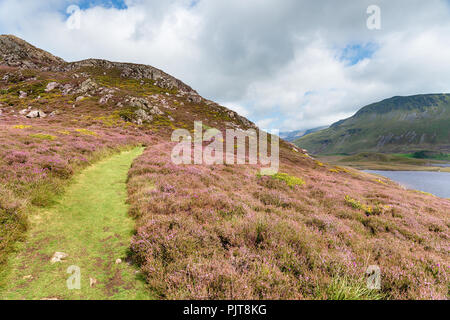 Un percorso erboso attraverso heather sul Cadair Idris mountain range vicino a Caernarfon in Galles Foto Stock
