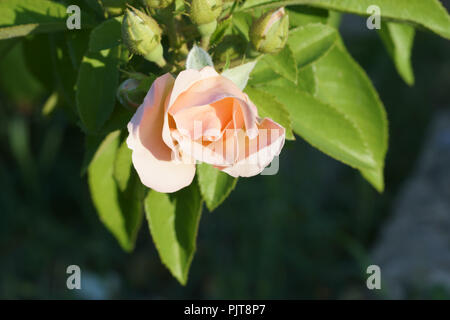 Colore rosa è aumentato Foto Stock