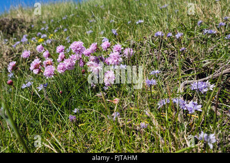 Mare rosa o la parsimonia (Armeria maritima) crescente con la molla Squill (Scilla verna) fiori nelle praterie costiere. Isola di Man, Gran Bretagna Foto Stock