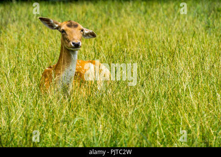 Wild brown deer nascosti nel verde dei pascoli Foto Stock