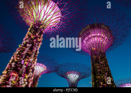 Supertrees in Gardens by the Bay in Singapore Foto Stock