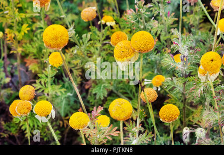 Diversi i fiori di camomilla ,raggi bianco broccoli e il disco giallo broccoli contro un verde e fuori fuoco sfondo , Foto Stock