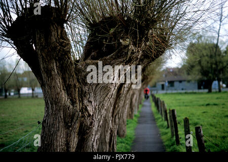 Impressioni dei campi e la natura intorno a Geraardsbergen, chiamato anche le Ardenne delle Fiandre (Belgio, 12/04/2008) Foto Stock