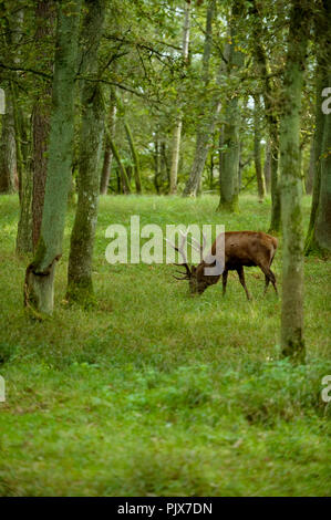 La selvaggia Riserva Animale di Han-sur-Lesse (Belgio, 17/10/2009) Foto Stock
