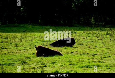 La selvaggia Riserva Animale di Han-sur-Lesse (Belgio, 17/10/2009) Foto Stock