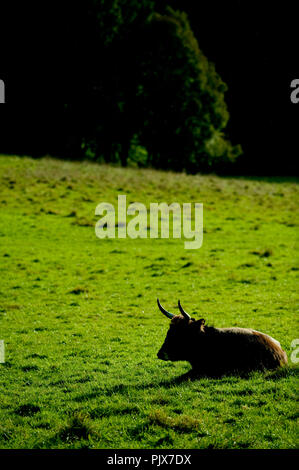 La selvaggia Riserva Animale di Han-sur-Lesse (Belgio, 17/10/2009) Foto Stock