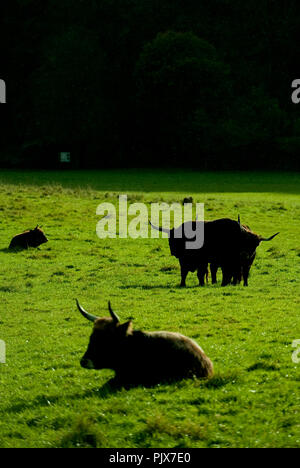 La selvaggia Riserva Animale di Han-sur-Lesse (Belgio, 17/10/2009) Foto Stock