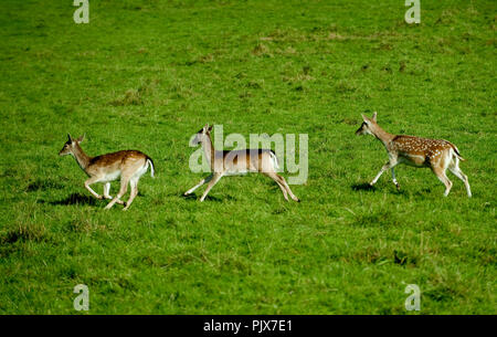 La selvaggia Riserva Animale di Han-sur-Lesse (Belgio, 17/10/2009) Foto Stock