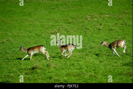 La selvaggia Riserva Animale di Han-sur-Lesse (Belgio, 17/10/2009) Foto Stock