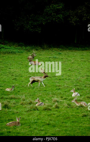 La selvaggia Riserva Animale di Han-sur-Lesse (Belgio, 17/10/2009) Foto Stock