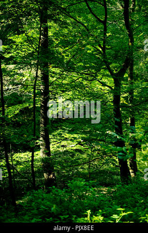 Inizio dell'autunno nella Foresta di Soignes vicino a Hoeilaart (Belgio, 27/09/2008) Foto Stock