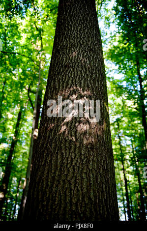 Inizio dell'autunno nella Foresta di Soignes vicino a Hoeilaart (Belgio, 27/09/2008) Foto Stock