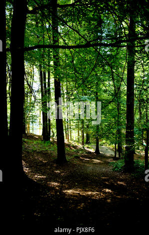 Inizio dell'autunno nella Foresta di Soignes vicino a Hoeilaart (Belgio, 27/09/2008) Foto Stock