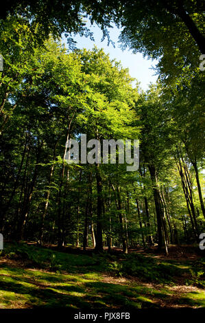 Inizio dell'autunno nella Foresta di Soignes vicino a Hoeilaart (Belgio, 27/09/2008) Foto Stock